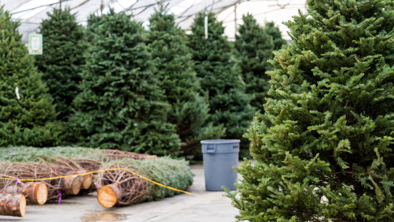 Real Christmas tree buying guide Christmas Trees Direct