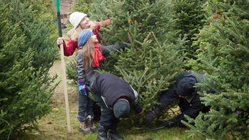 Life cycle of a real Christmas tree