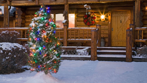 Christmas trees for your garden