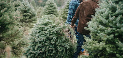 How to care for your real Christmas tree
