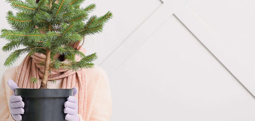 Keeping your pot grown Christmas tree happy over Summer