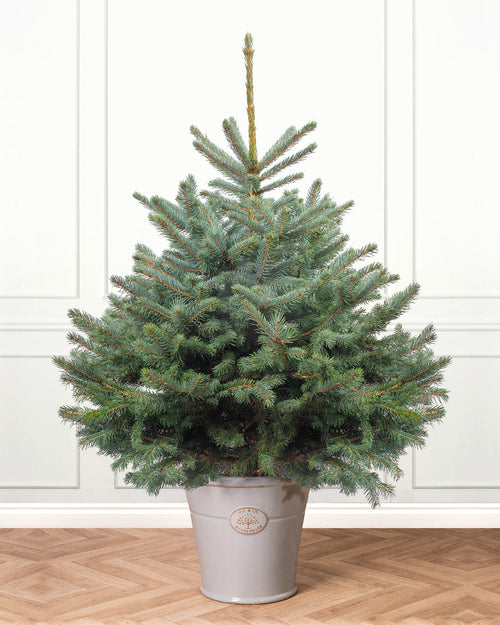 Blue Spruce Pot Grown Christmas Trees