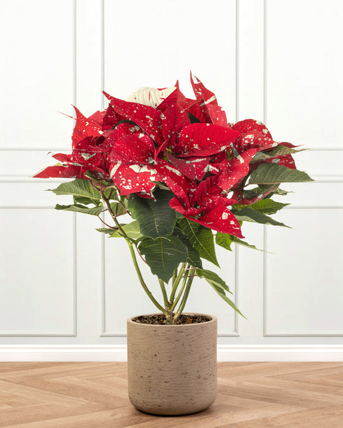 Superba Glitter Poinsettia Christmas Plant