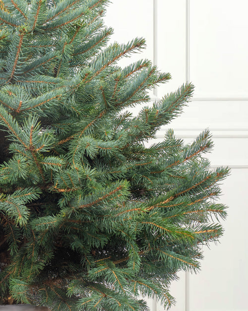Blue Spruce Pot Grown Christmas Trees