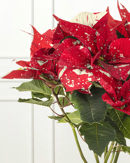 Superba Glitter Poinsettia Christmas Plant