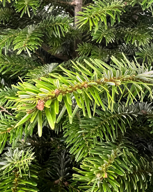 Slimline Nordmann Fir Fresh Cut Christmas Trees