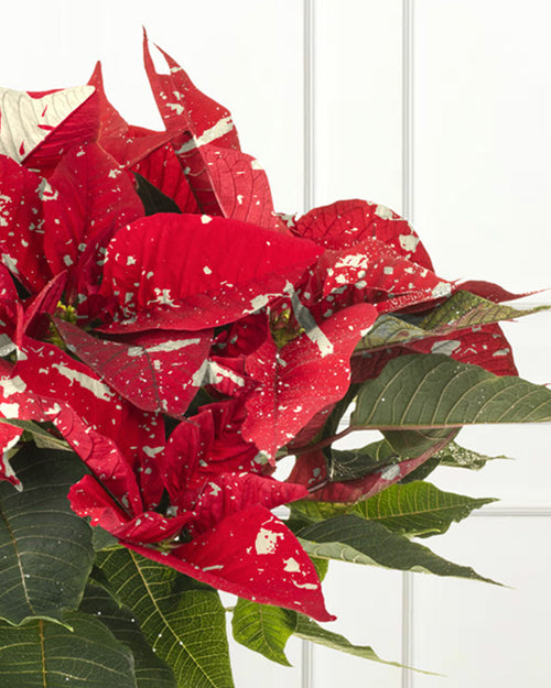 Superba Glitter Poinsettia Christmas Plant