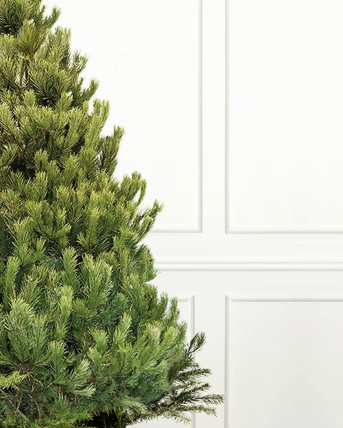 Scots Pine Pot Grown Christmas Trees