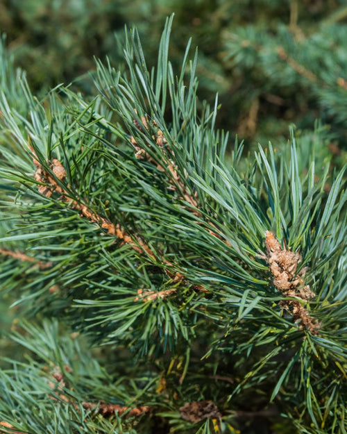 Scots Pine Pot Grown Christmas Trees