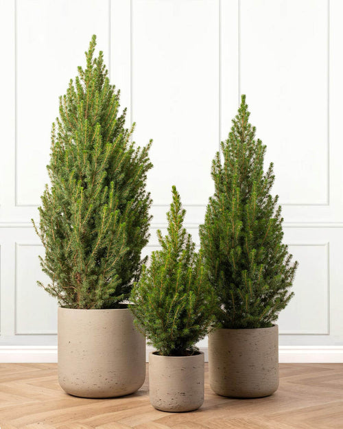 Picea Glauca Conica Pot Grown Christmas Tree