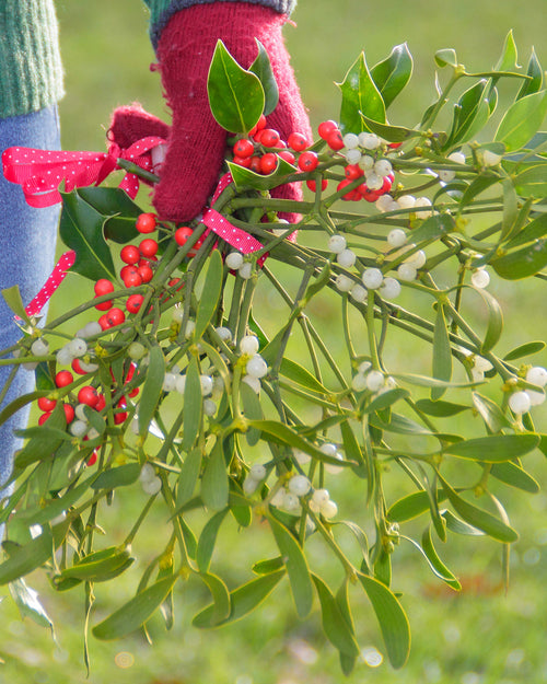 Mistletoe Bundle