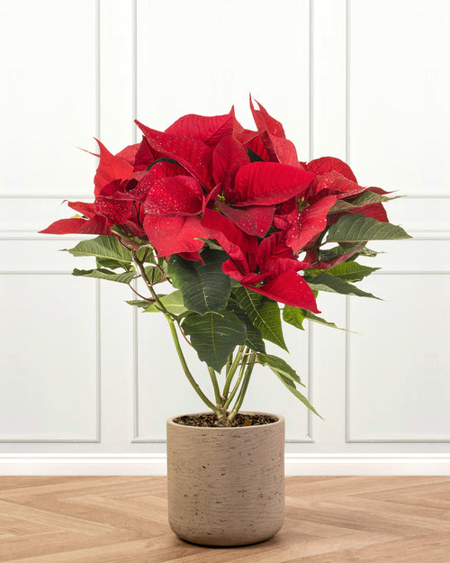 Red Poinsettia Christmas Plant