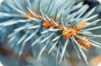 Blue Spruce Christmas Tree