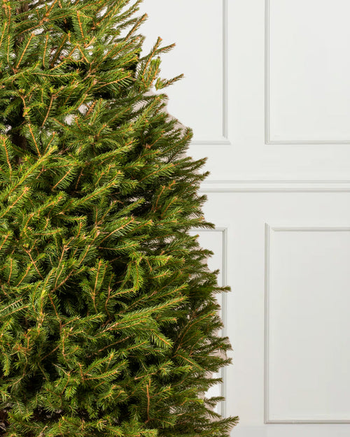 Norway Spruce Fresh Cut Christmas Trees