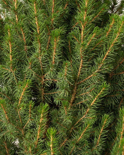 Picea Glauca Conica Pot Grown Christmas Tree