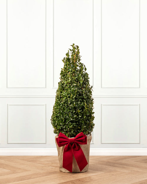Box Pyramid Topiary Tree with Christmas Gift Wrap