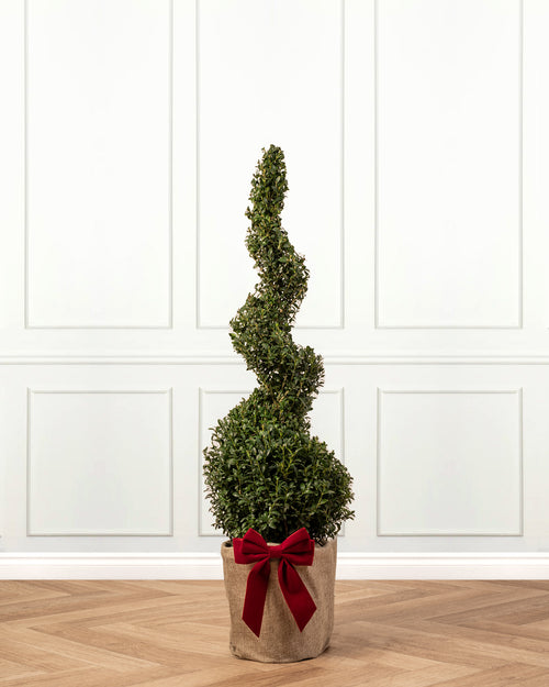 Box Spiral Topiary Tree with Christmas Gift Wrap