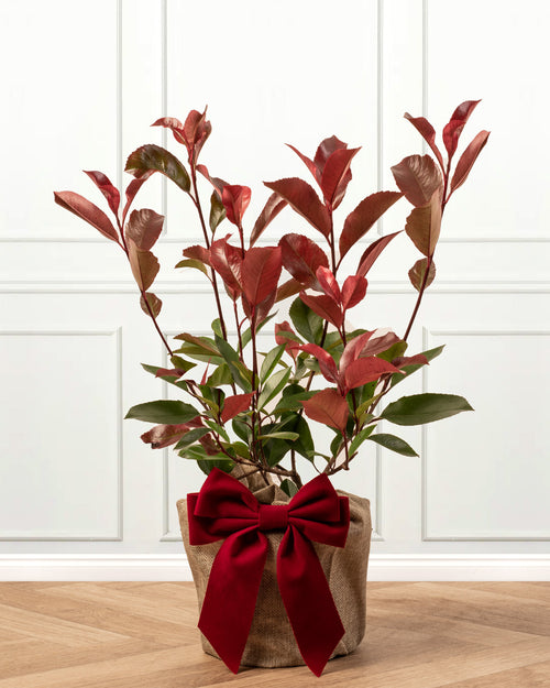 Photinia Plant with Christmas Gift Wrap