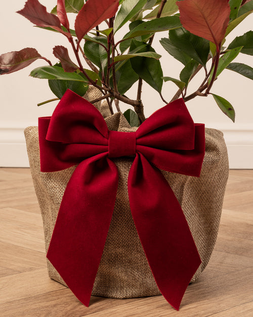 Photinia Plant with Christmas Gift Wrap