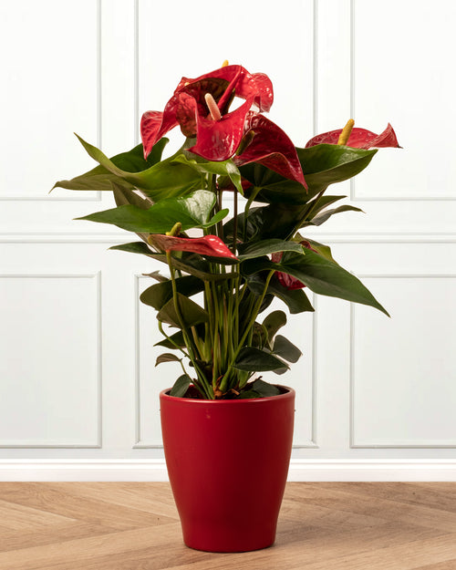Anthurium in Red Christmas Pot
