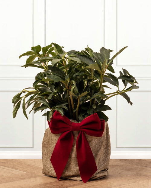 Helleborus Christmas Rose Plant with Gift Wrap