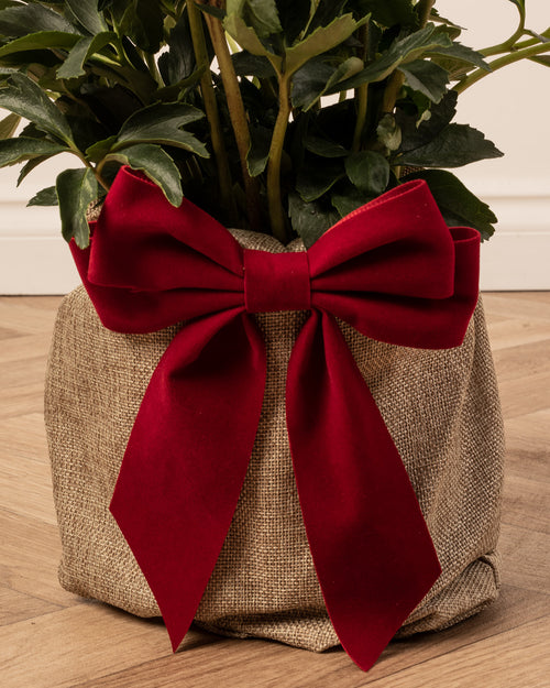 Helleborus Christmas Rose Plant with Gift Wrap