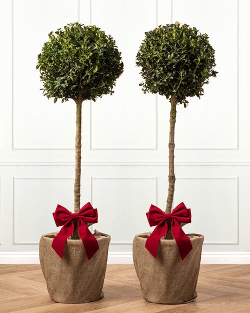 Box Buxus Ball Topiary Patio Tree with Christmas Gift Wrap