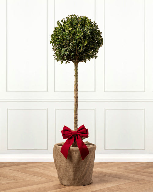 Box Buxus Ball Topiary Patio Tree with Christmas Gift Wrap