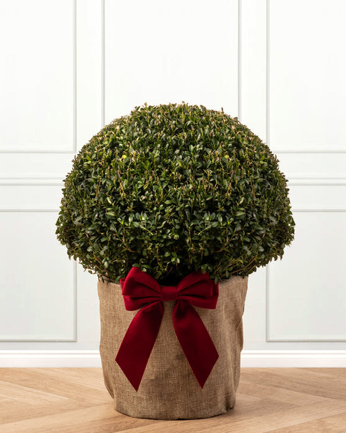 Box Buxus Topiary Ball with Christmas Gift Wrap
