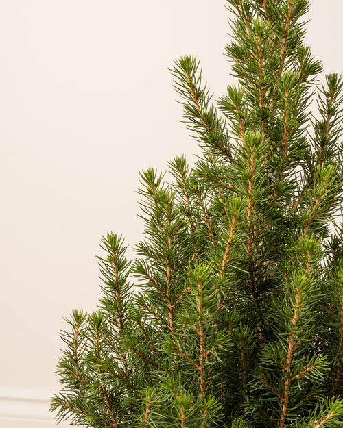 Picea Tree with Christmas Gift Wrap