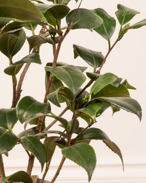 Camellia Plant with Christmas Gift Wrap