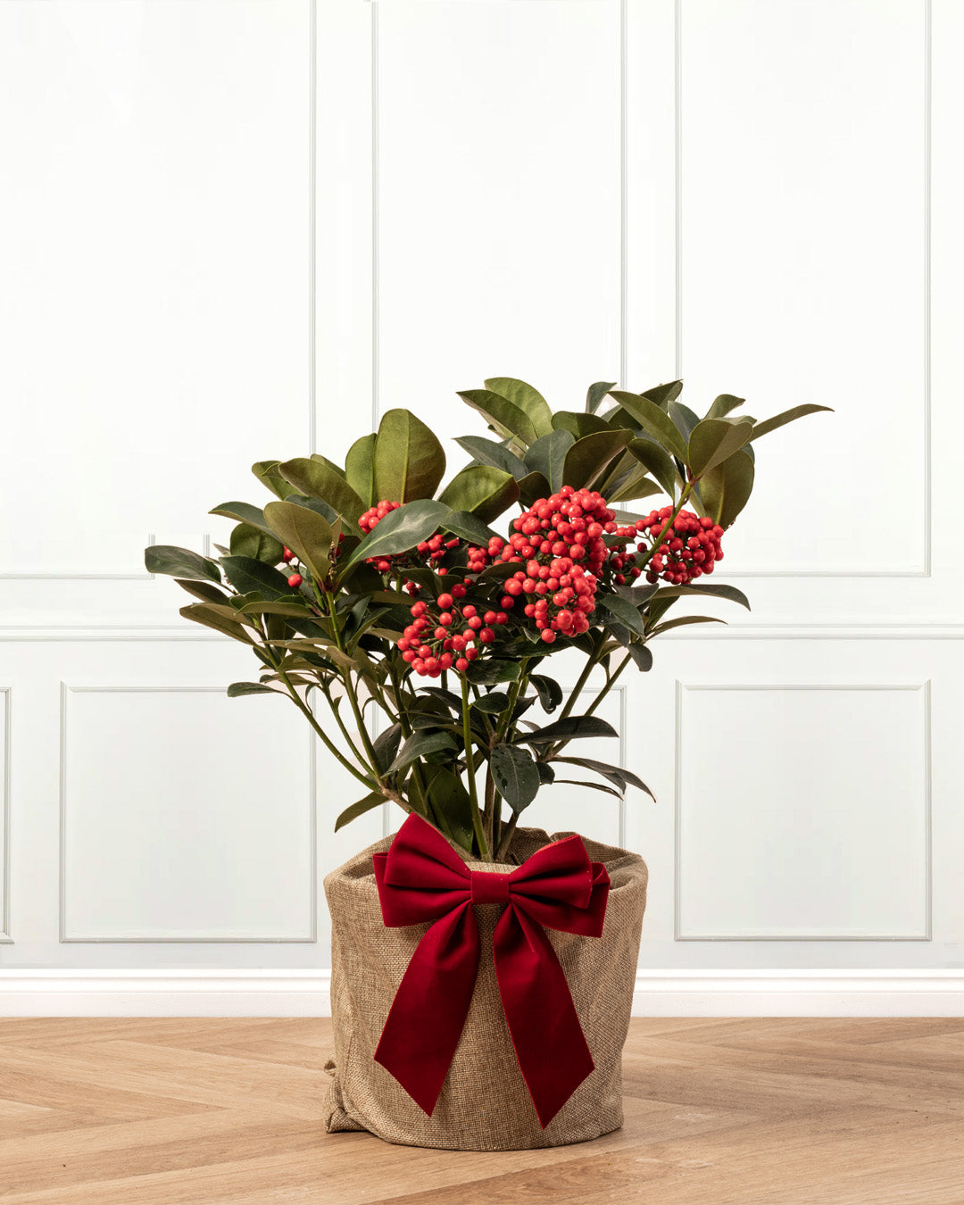 Skimmia Redruth Plant Gift Wrap