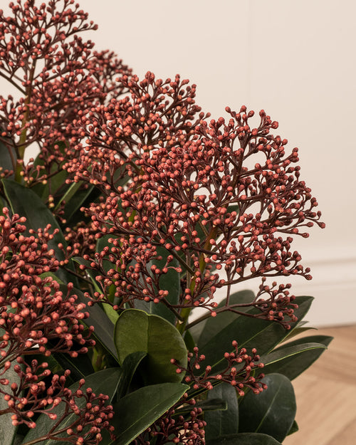 Skimmia Rubella Plant with Christmas Gift Wrap