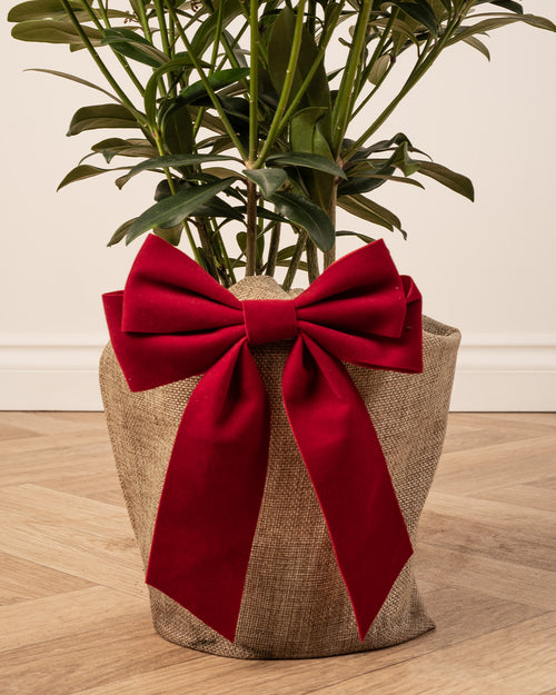 Skimmia Rubella Plant with Christmas Gift Wrap