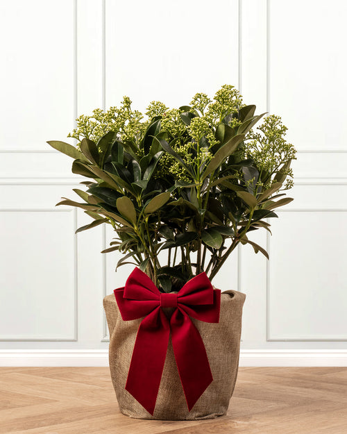 Skimmia Finchy Plant with Christmas Gift Wrap