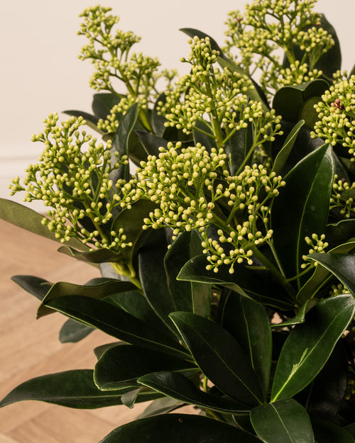 Skimmia Finchy Plant with Christmas Gift Wrap