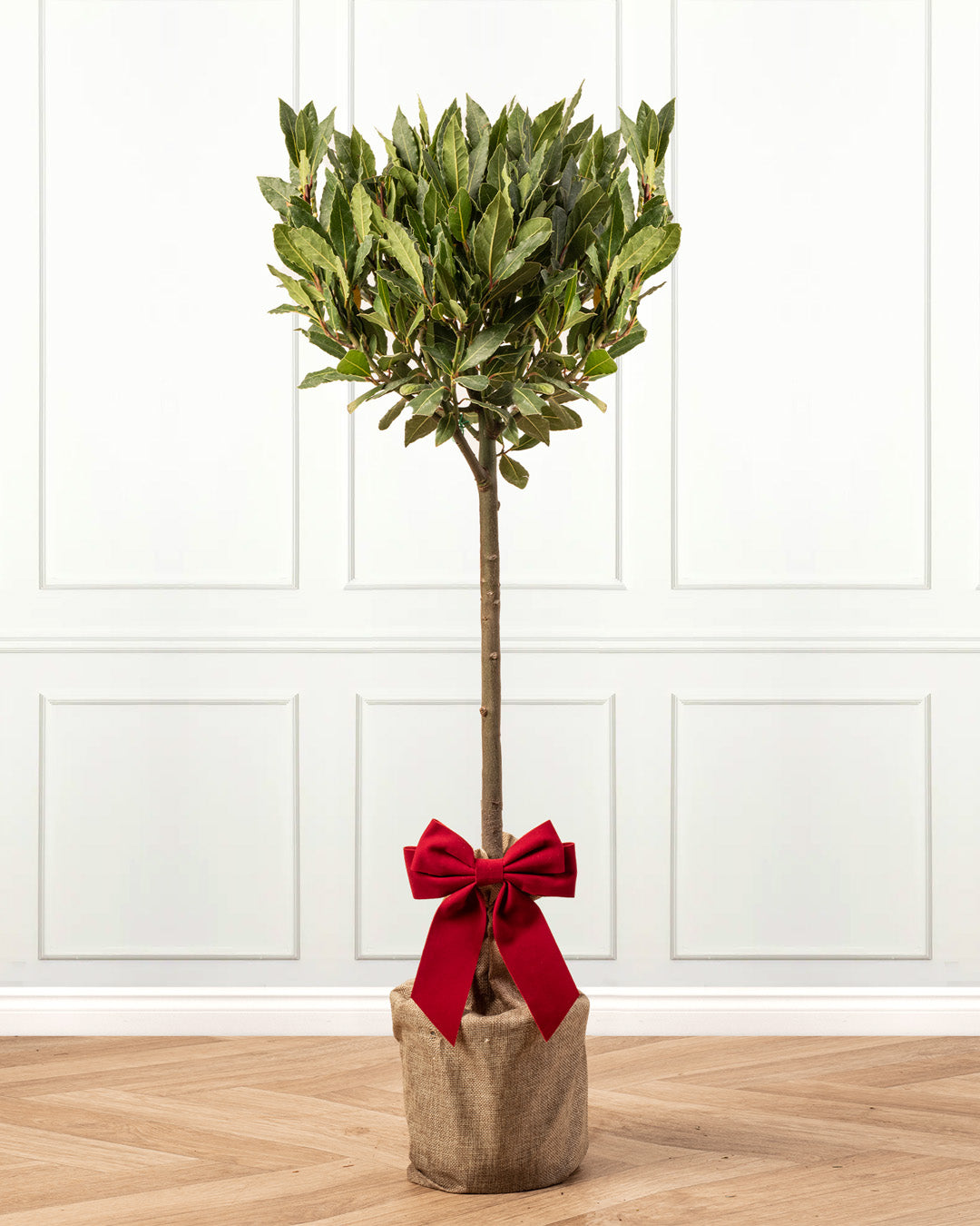 Laurus Nobilis Patio Bay Tree with Christmas Gift Wrap