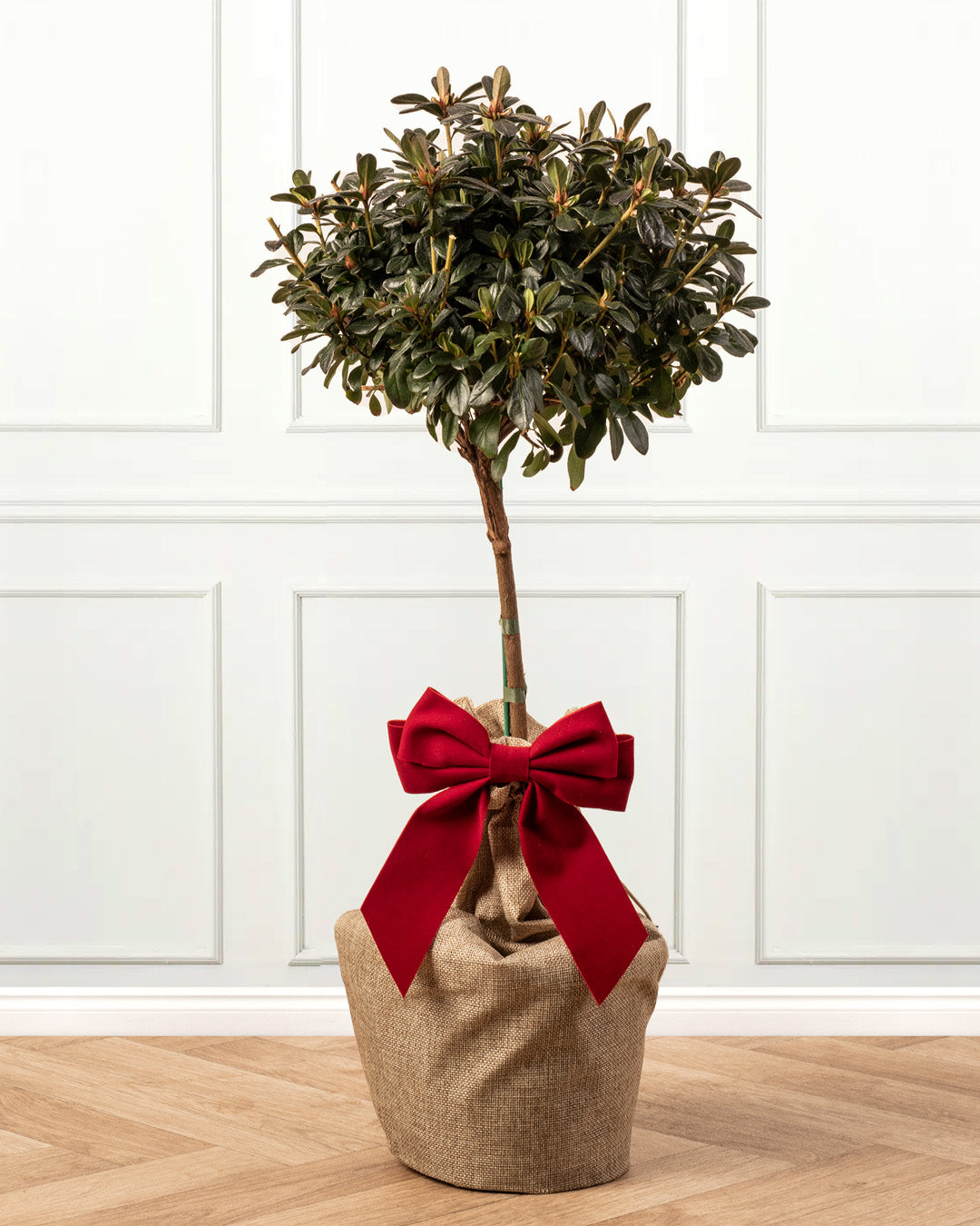 Flowering Azalea Patio Tree Gift Wrap