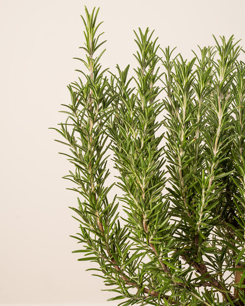 Rosemary Patio Tree with Christmas Gift Wrap