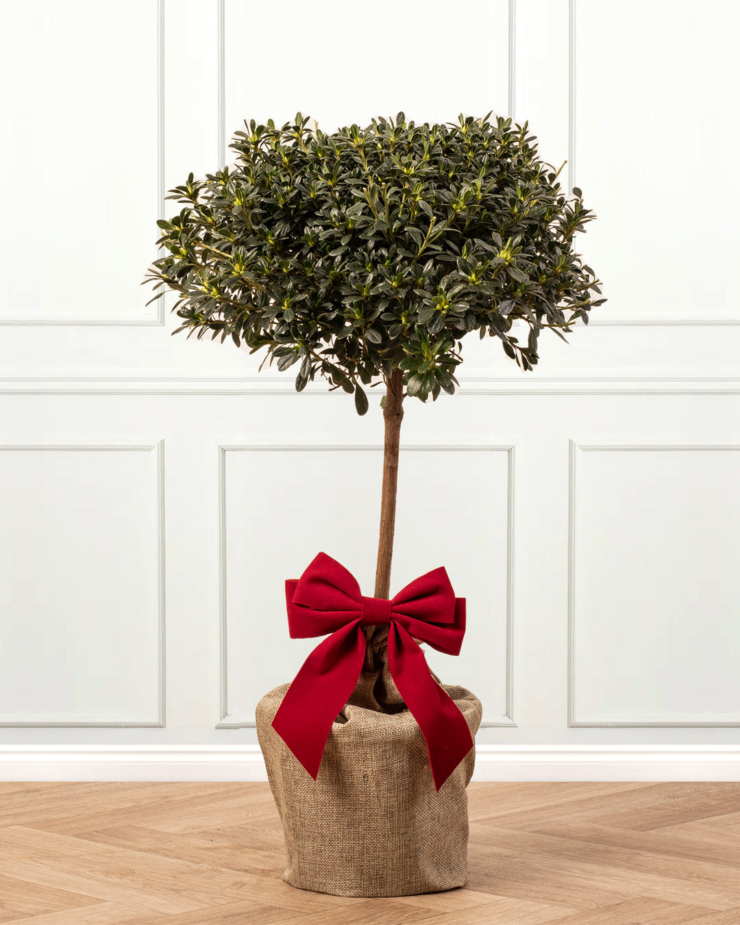 Flowering Azalea Patio Tree Gift Wrap