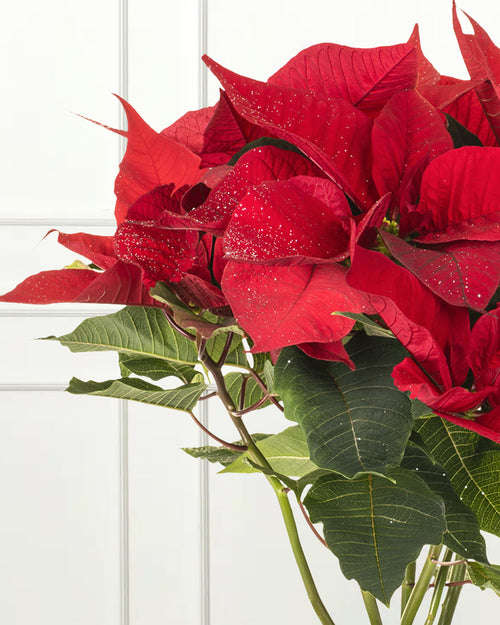 Red Poinsettia Christmas Plant