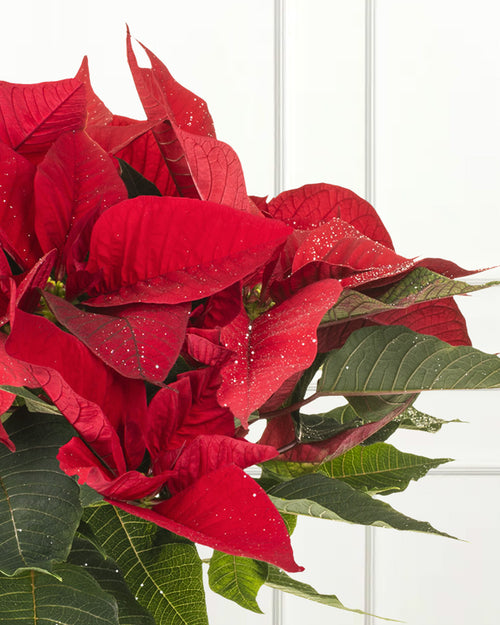 Red Poinsettia Christmas Plant