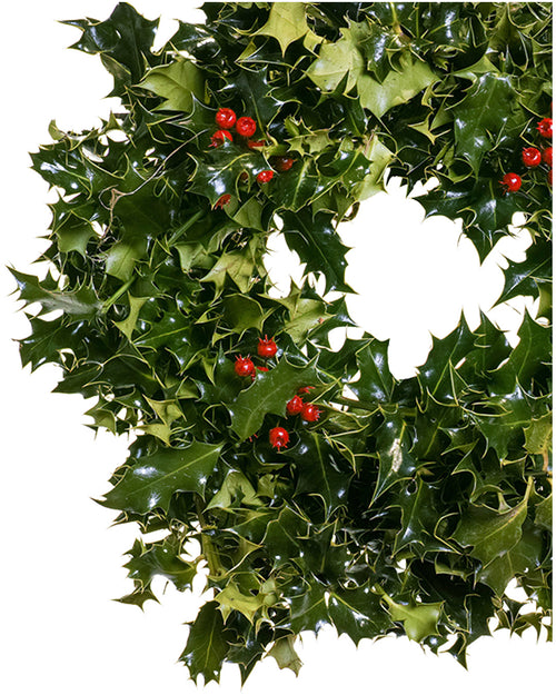 DIY Holly Wreath