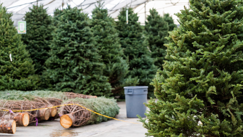 Real Christmas tree buying guide