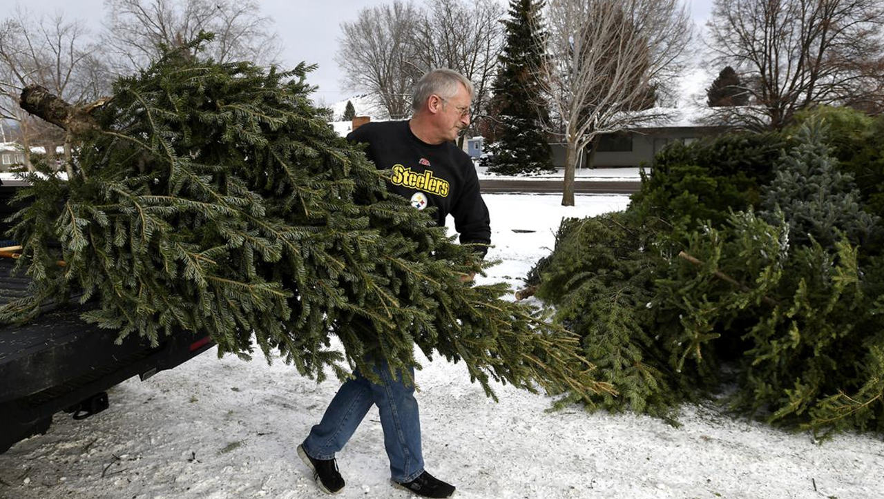 5 Tips for Recycling Real Christmas Trees | Gardeners Dream – Christmas ...