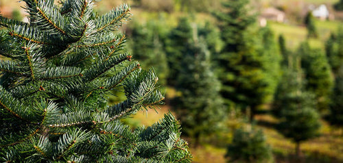 Why you should choose a real tree this Christmas