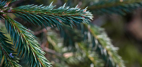 What to do with your freshly cut tree after Christmas
