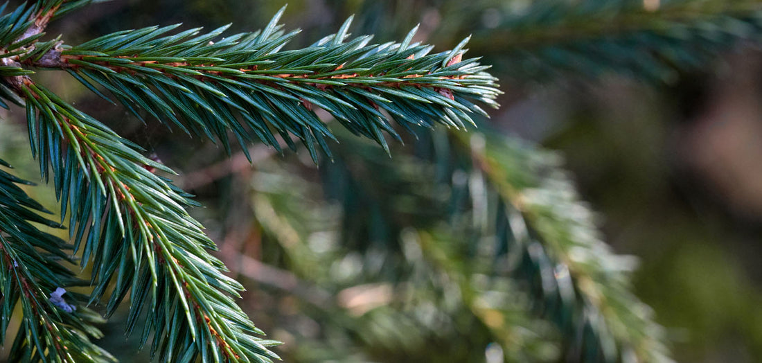 What to do with your freshly cut tree after Christmas Christmas Trees