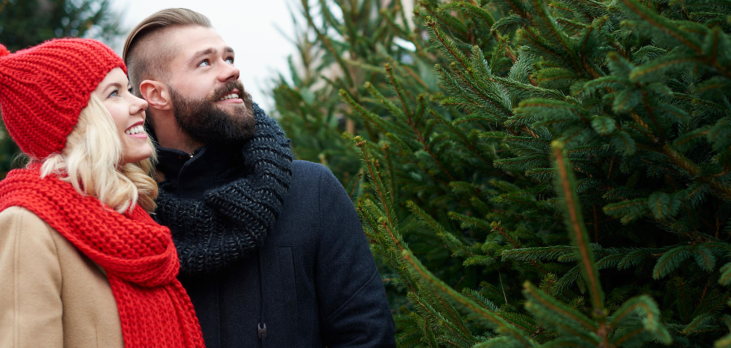 Why do we have Christmas trees at Christmas? Christmas Trees Direct