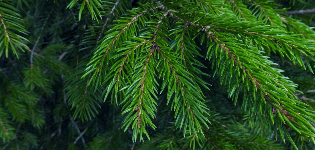 Help Your Pot Grown Christmas Tree Grow! Christmas Trees Direct